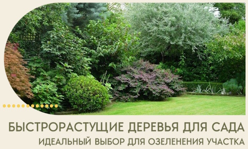 Быстрорастущие деревья для сада идеальный выбор в Усолье-Сибирском