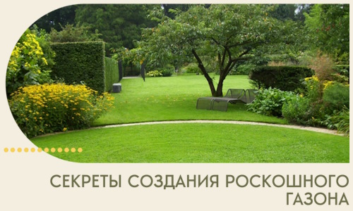 Секреты создания роскошного газона в Усолье-Сибирском